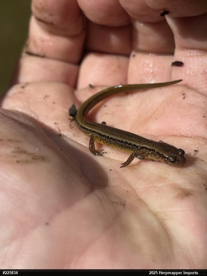 Northern Two-lined Salamander