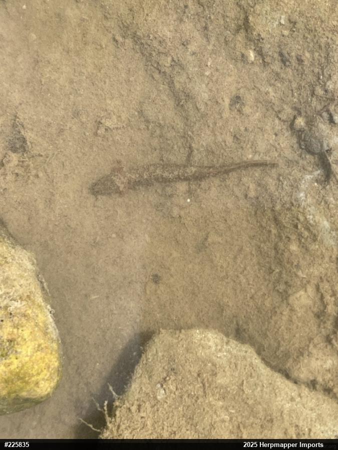 Northern Two-lined Salamander