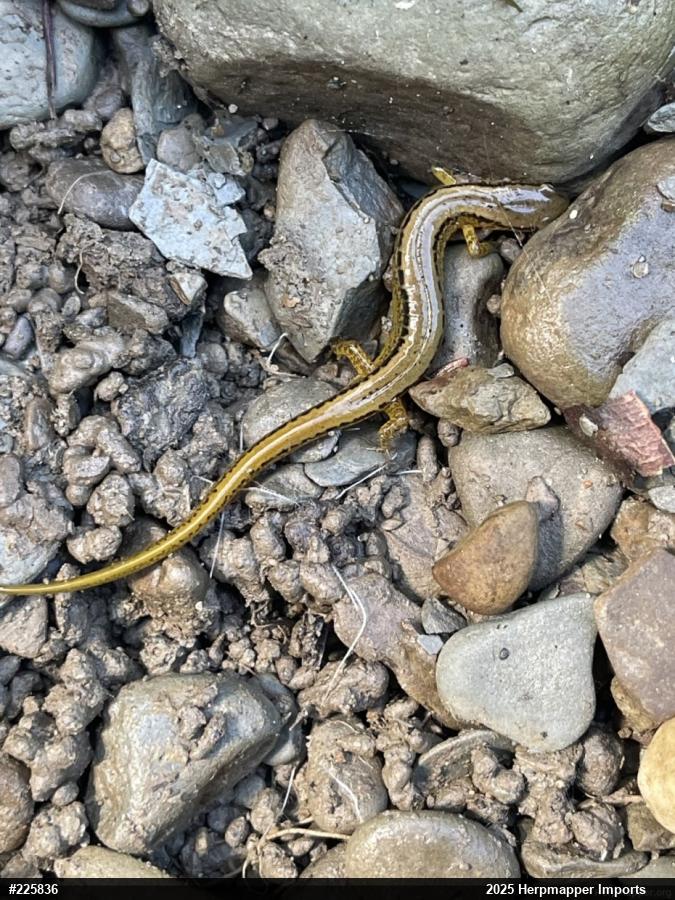 Northern Two-lined Salamander