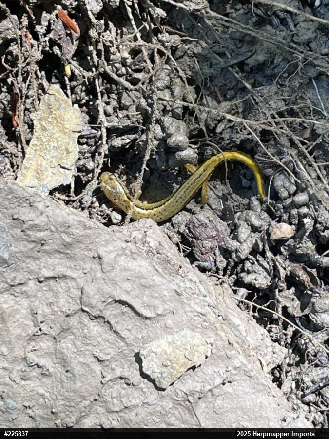 Northern Two-lined Salamander