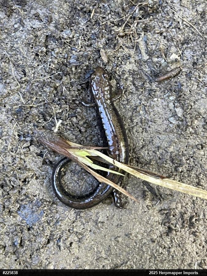 Allegheny Mountain Dusky Salamander