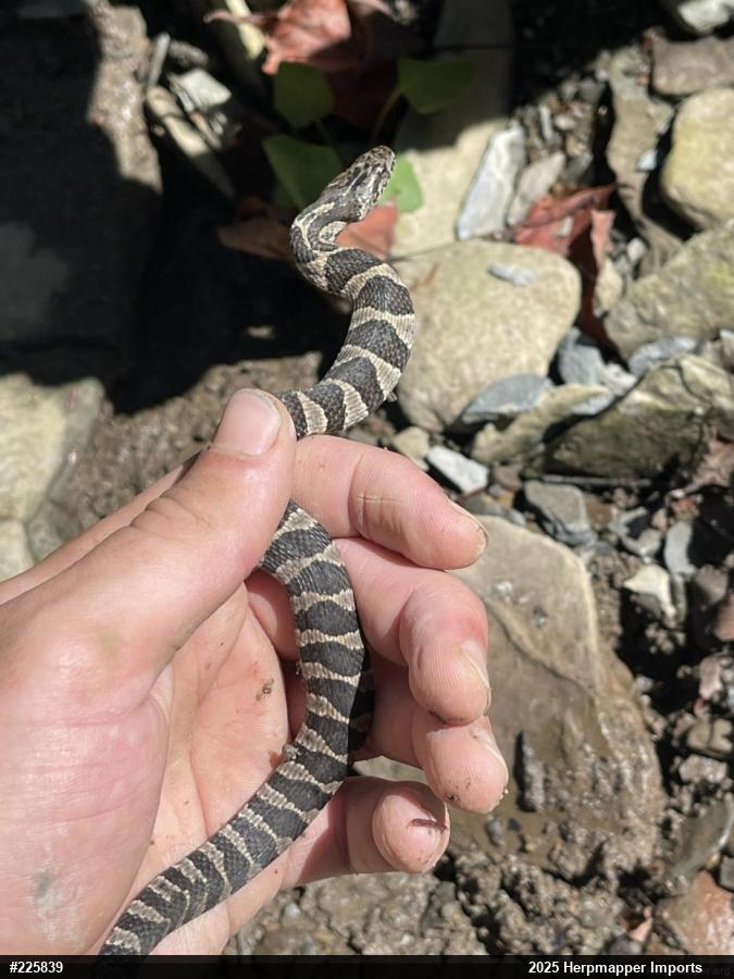 Northern Watersnake