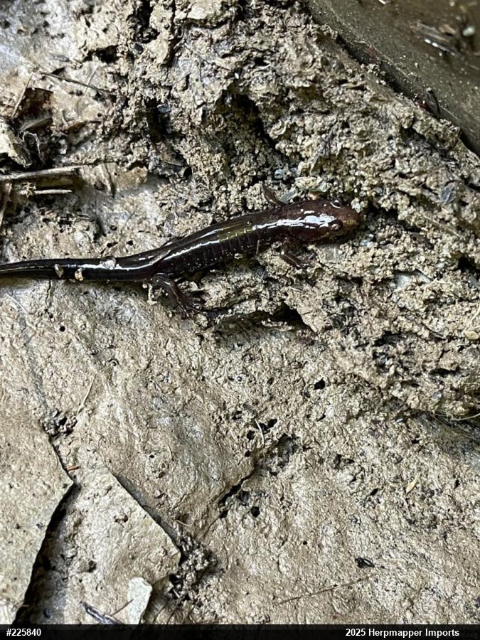Allegheny Mountain Dusky Salamander