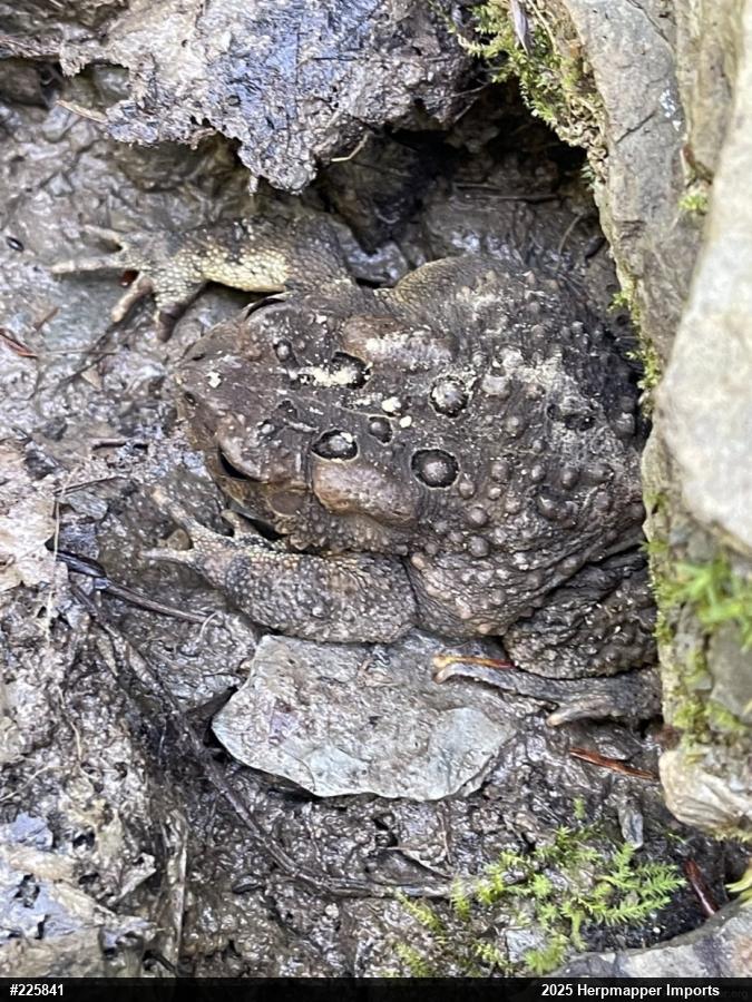 Eastern American Toad