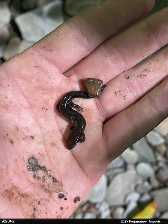 Allegheny Mountain Dusky Salamander