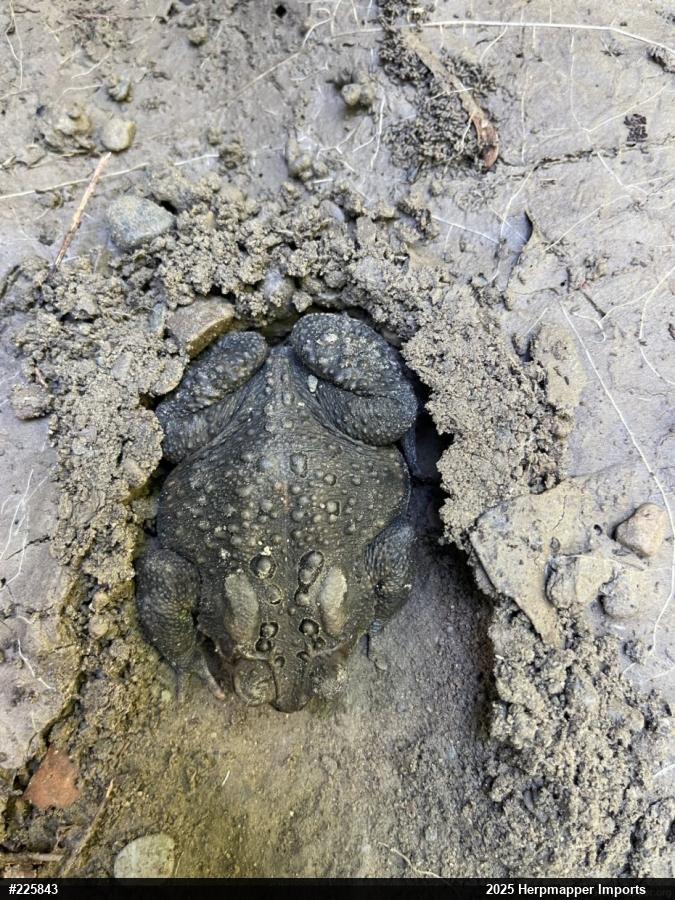 Eastern American Toad