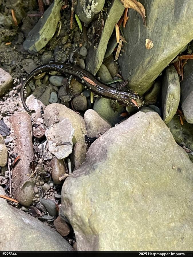 Allegheny Mountain Dusky Salamander