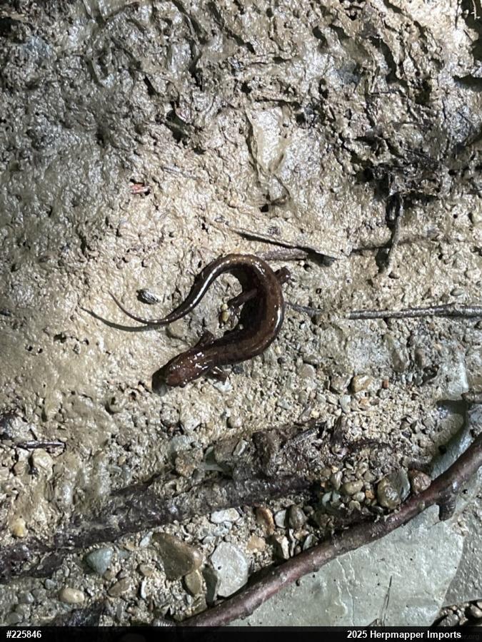 Allegheny Mountain Dusky Salamander
