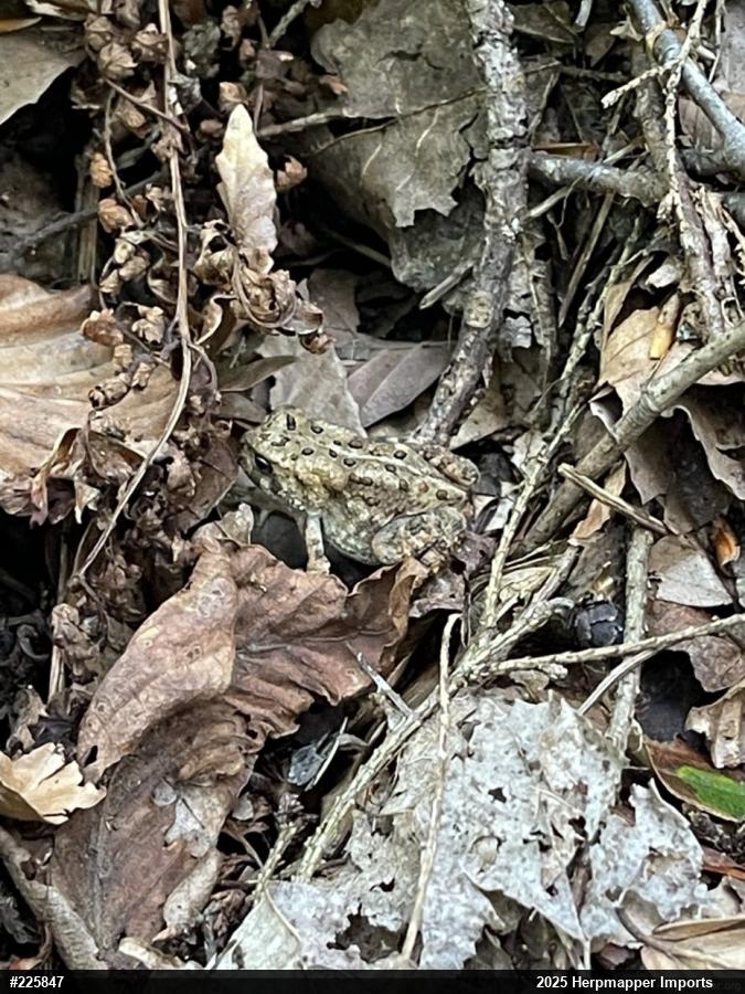 Eastern American Toad