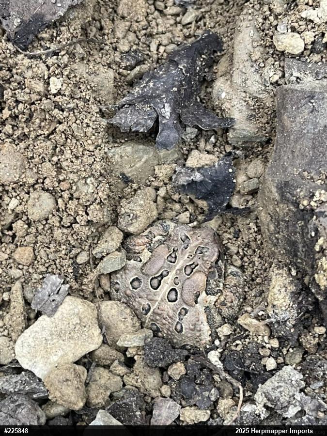 Eastern American Toad