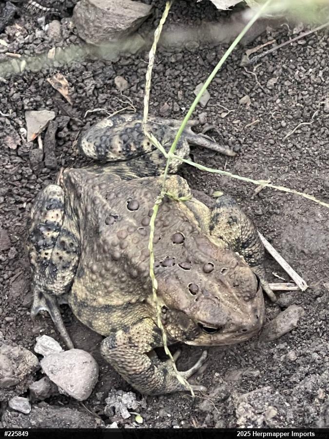 Eastern American Toad