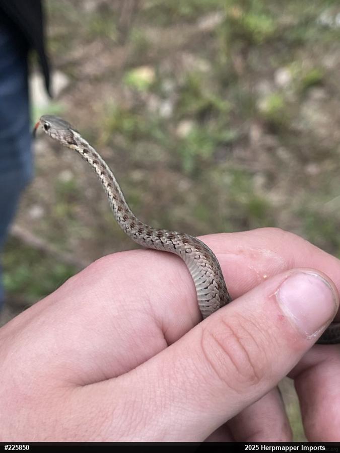 Eastern Gartersnake