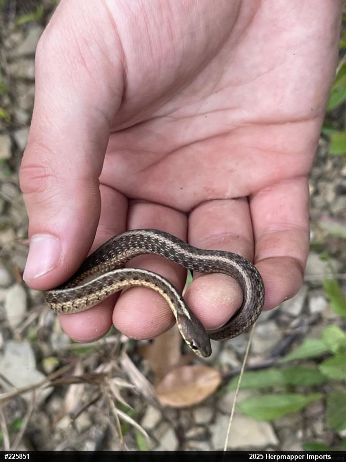 Eastern Gartersnake