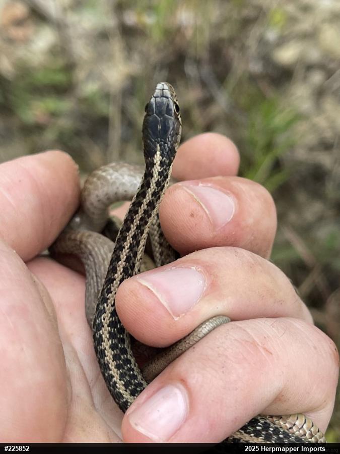 Eastern Gartersnake