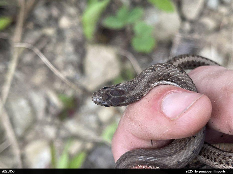 Dekay's Brownsnake