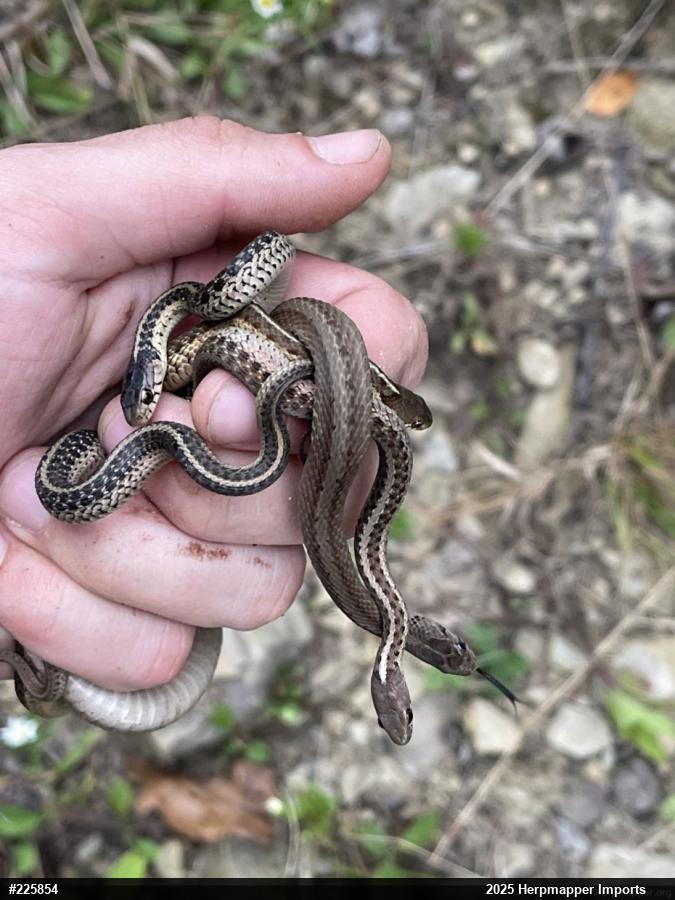 Eastern Gartersnake
