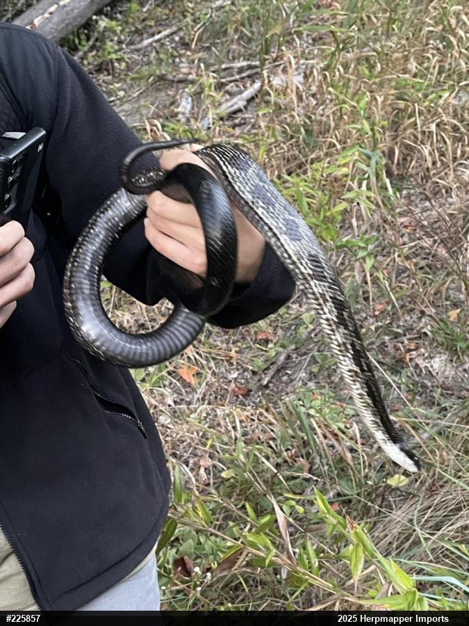Eastern Ratsnake