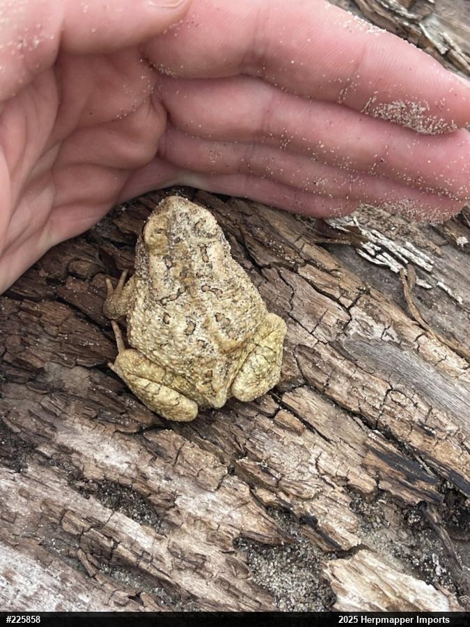 Fowler's Toad