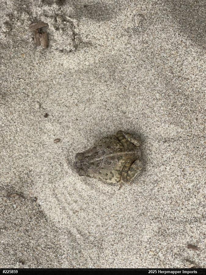 Fowler's Toad