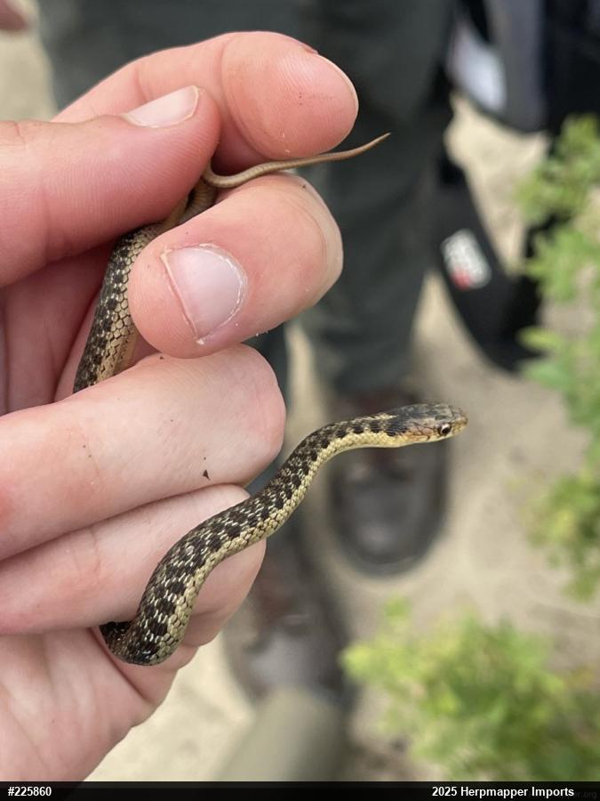Eastern Gartersnake