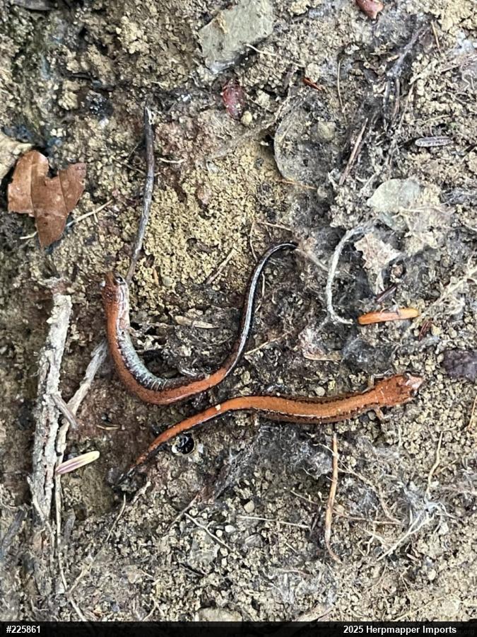 Eastern Red-backed  Salamander