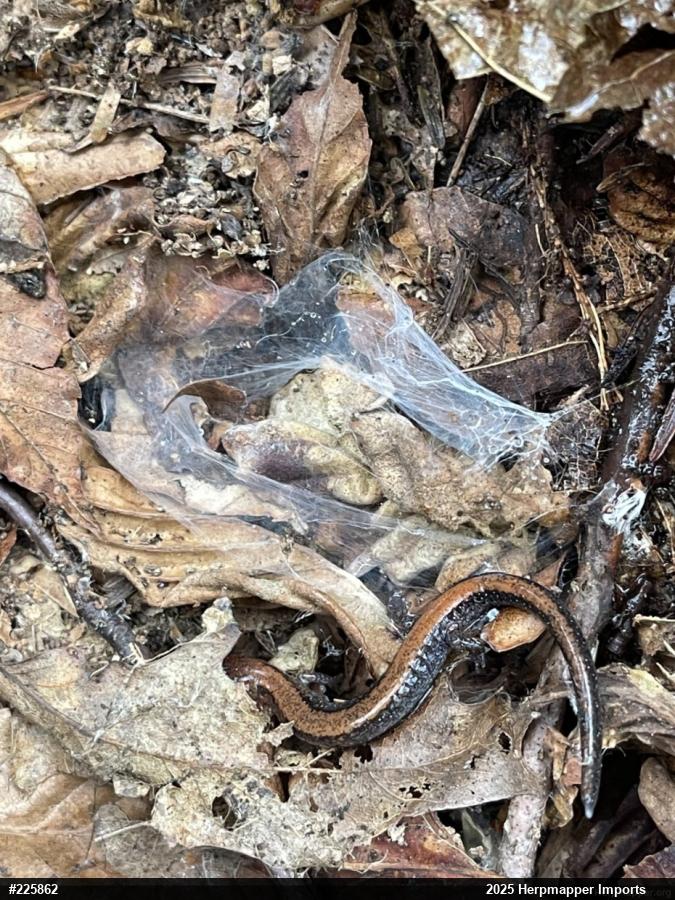 Eastern Red-backed  Salamander