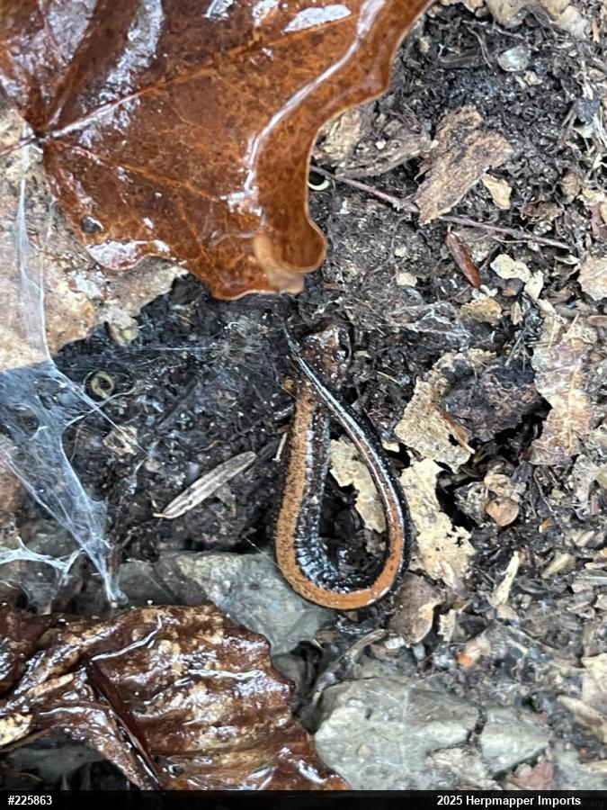 Eastern Red-backed  Salamander