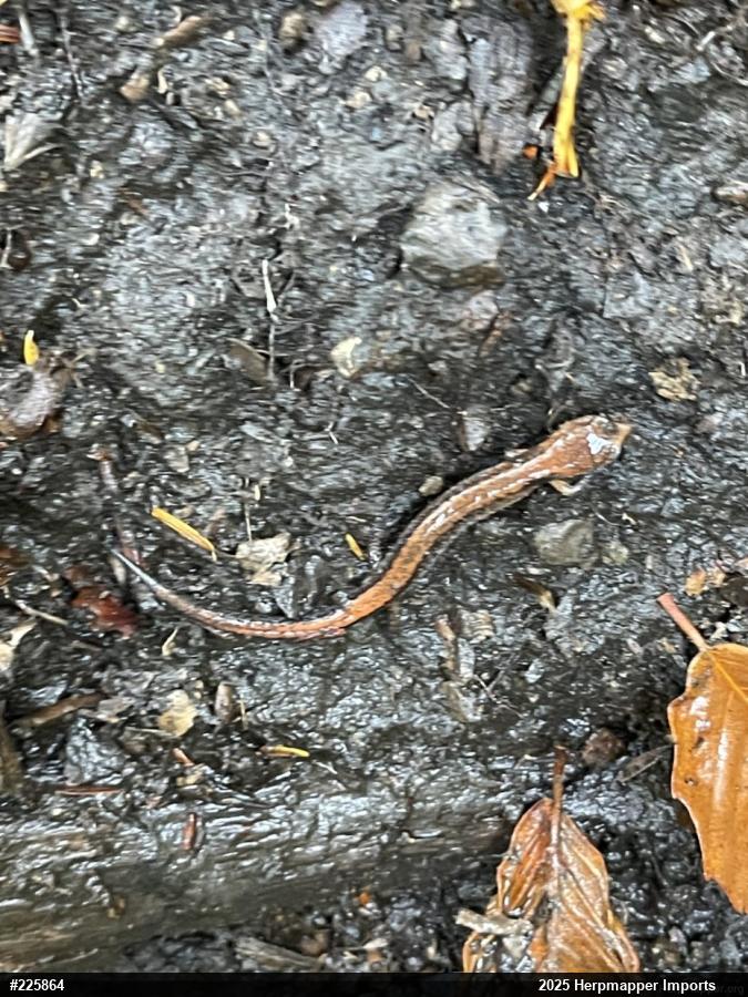 Eastern Red-backed  Salamander