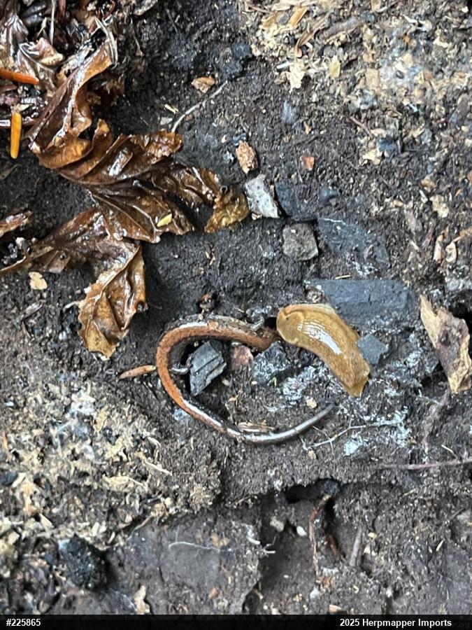 Eastern Red-backed  Salamander