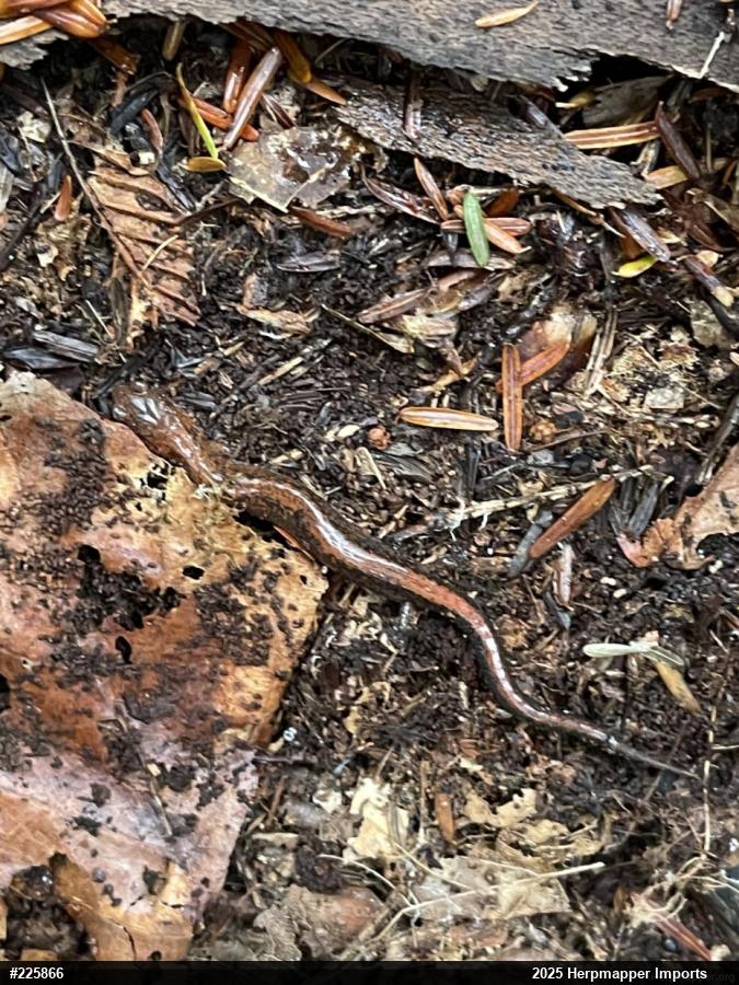 Eastern Red-backed  Salamander