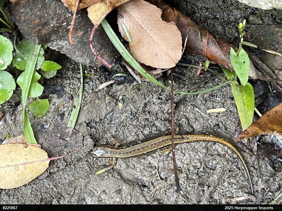 Northern Two-lined Salamander