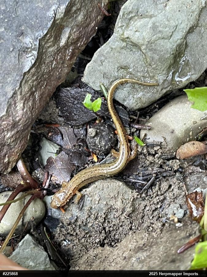 Northern Two-lined Salamander