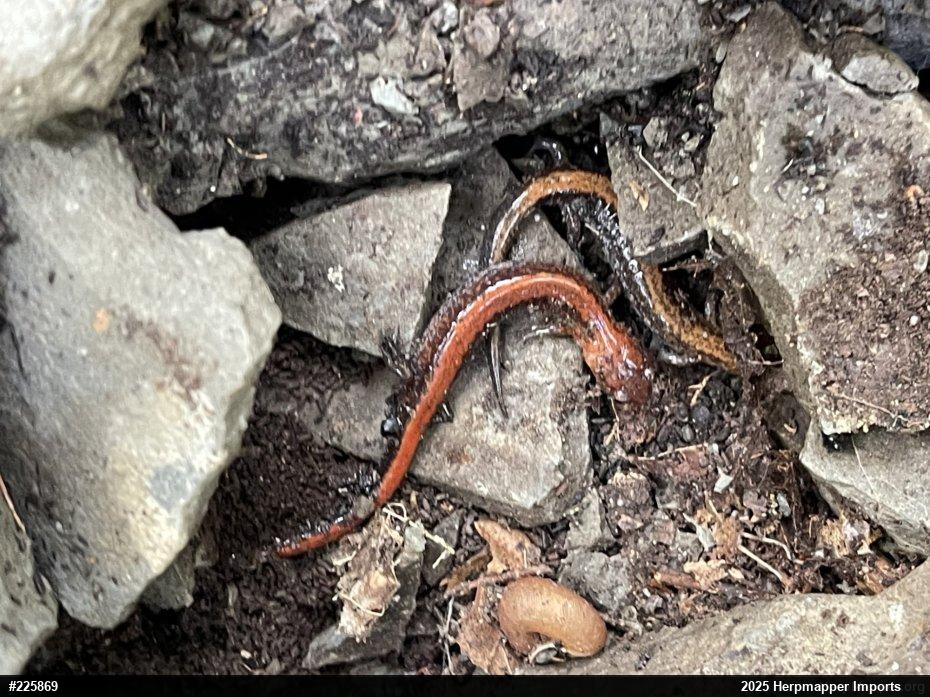 Eastern Red-backed  Salamander