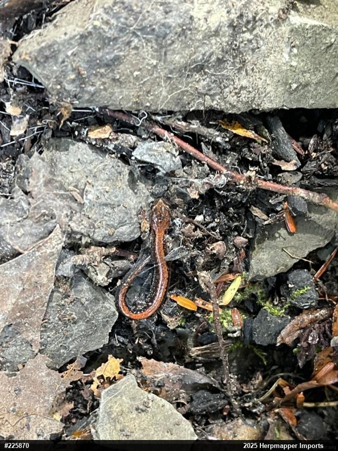 Eastern Red-backed  Salamander