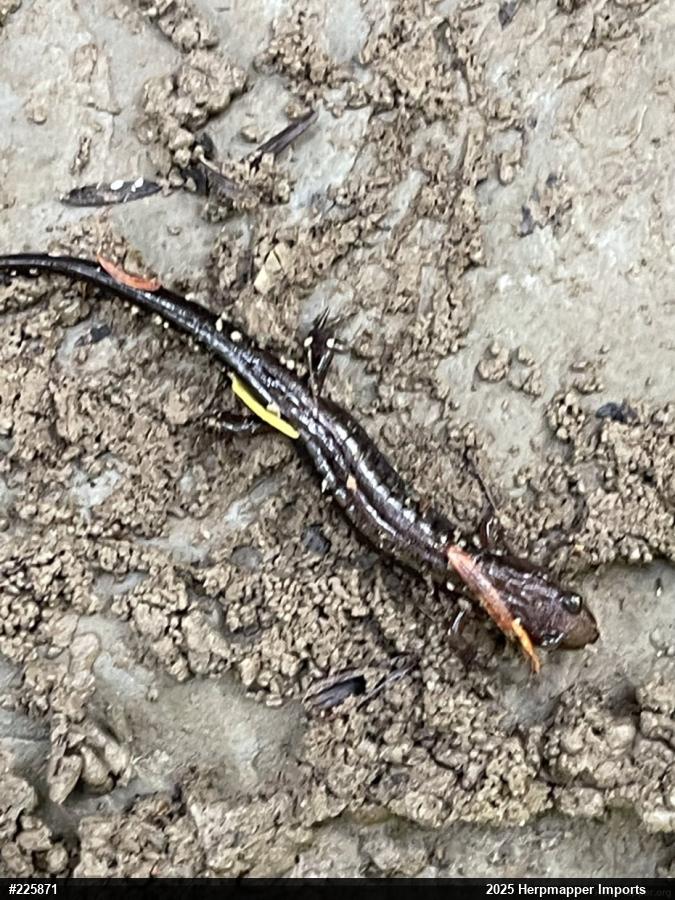 Allegheny Mountain Dusky Salamander