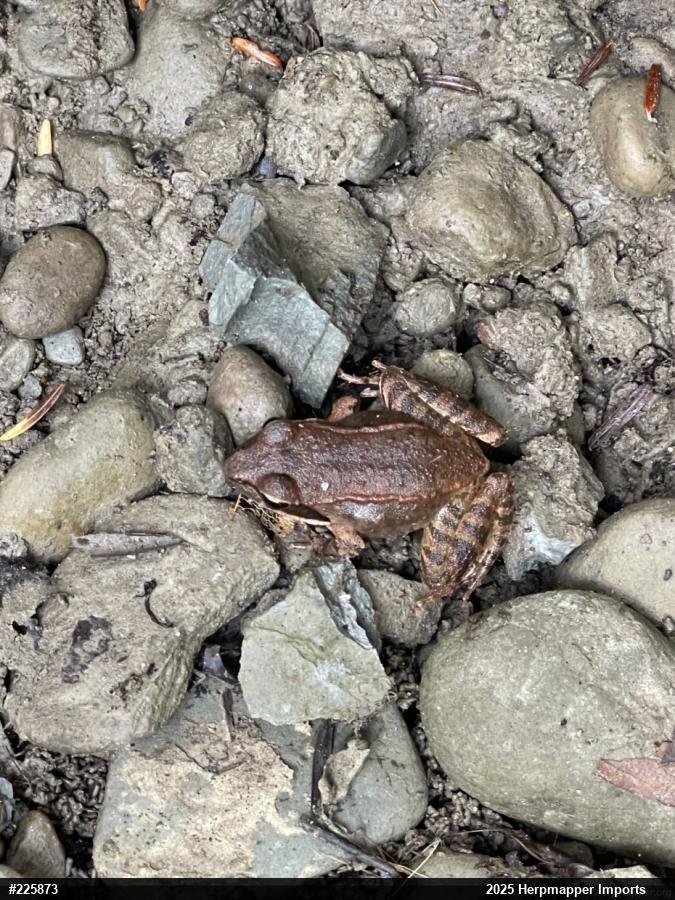 Wood Frog