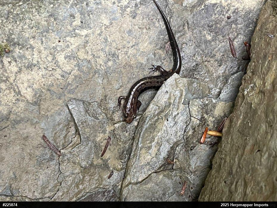 Allegheny Mountain Dusky Salamander