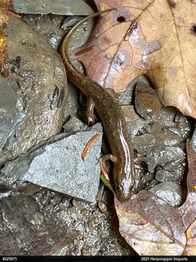 Northern Dusky Salamander