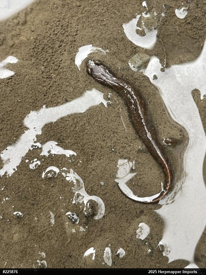 Northern Dusky Salamander
