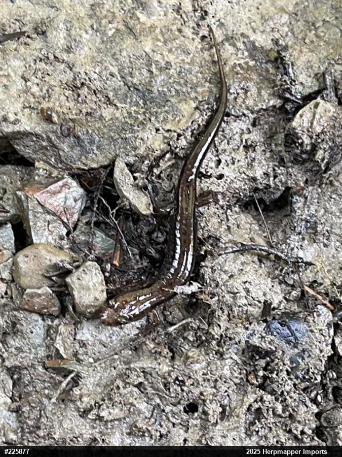 Allegheny Mountain Dusky Salamander