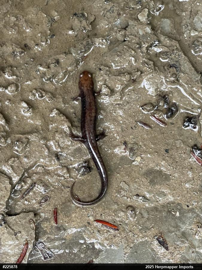 Allegheny Mountain Dusky Salamander