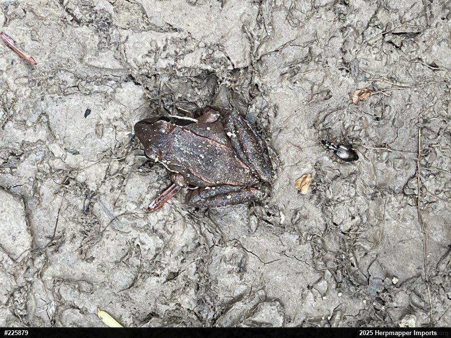 Wood Frog