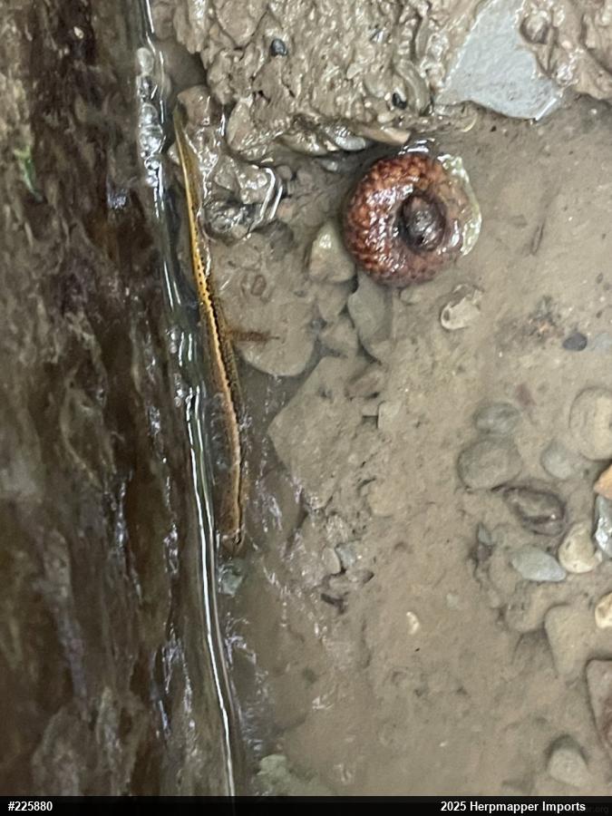 Northern Two-lined Salamander