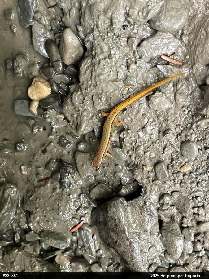 Northern Two-lined Salamander