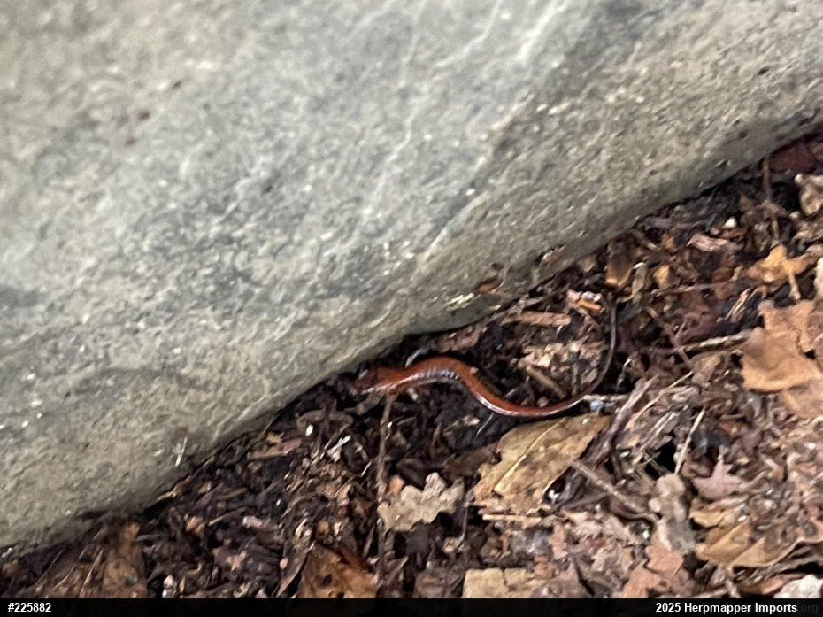 Eastern Red-backed  Salamander