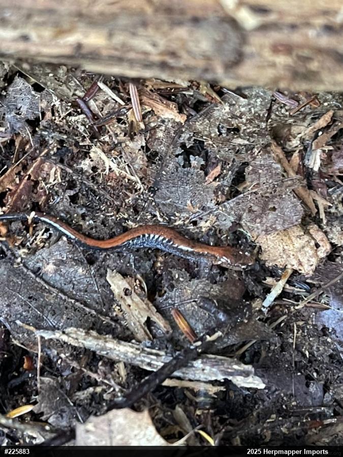 Eastern Red-backed  Salamander