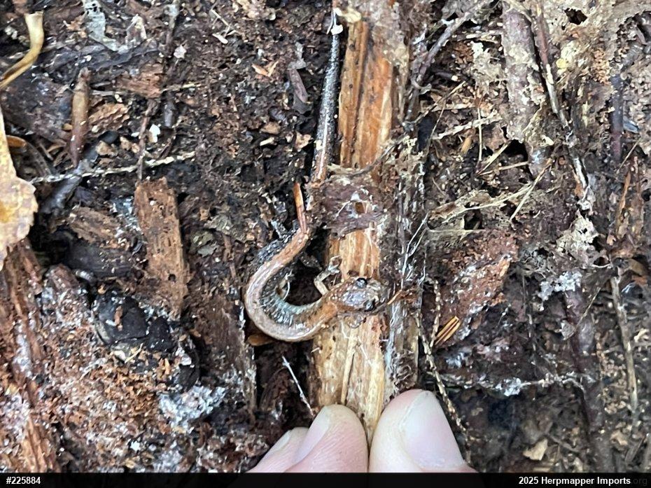 Eastern Red-backed  Salamander