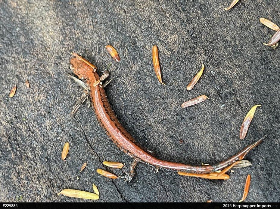 Eastern Red-backed  Salamander