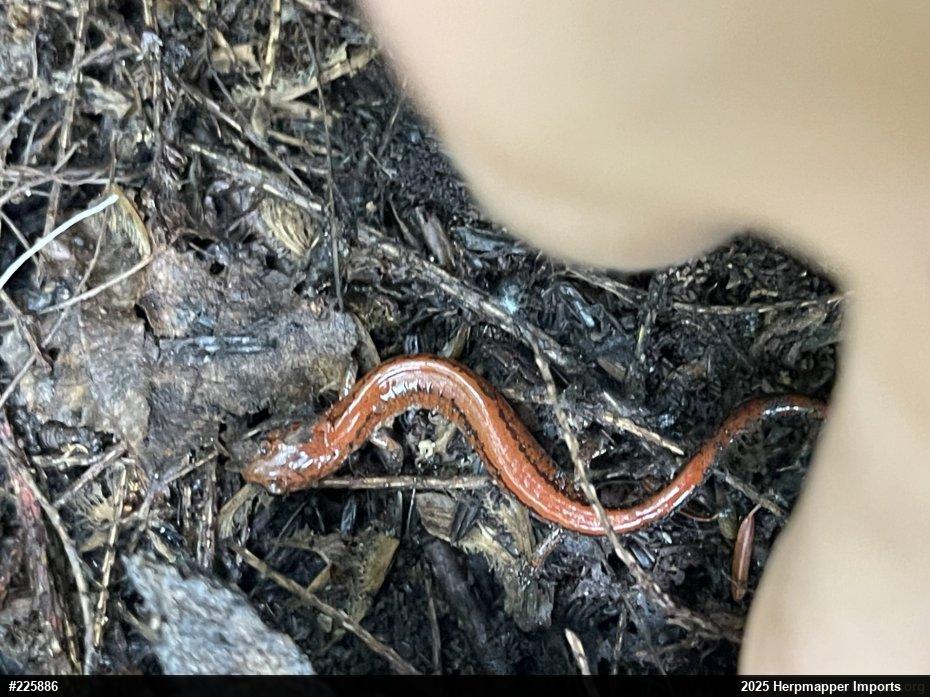 Eastern Red-backed  Salamander
