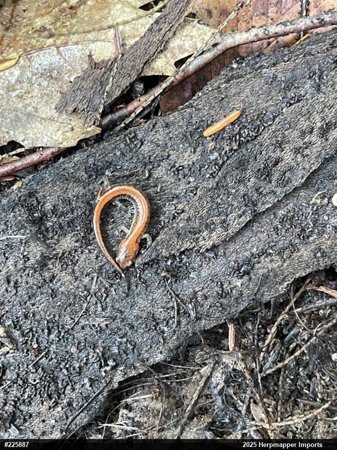 Eastern Red-backed  Salamander